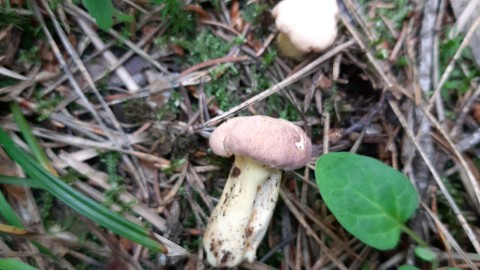 Cantharellus amethysteus