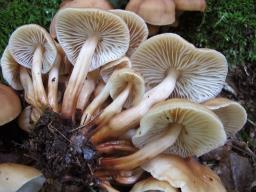 Gymnopus fusipes