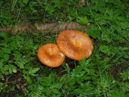 Lactarius zonarioides