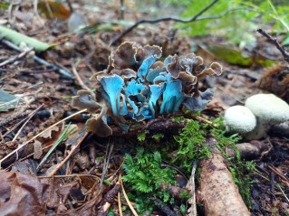 Craterellus undulatus