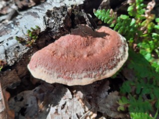 Hapalopilus nidulans