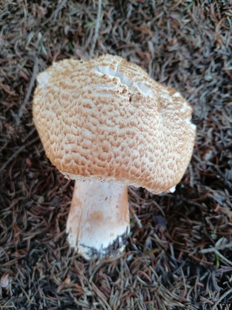 Agaricus augustus