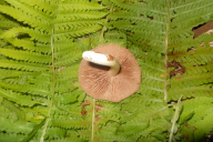 Megacollybia platyphylla