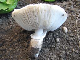 Leucocoprinus cretaceus