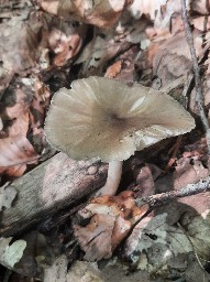 Megacollybia platyphylla