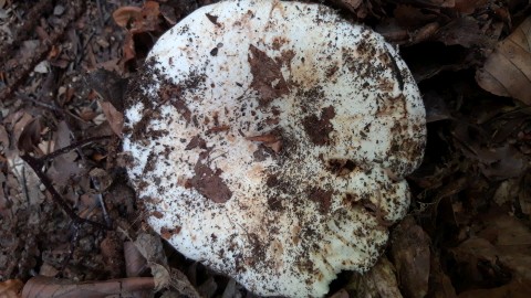 Russula delica