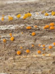 Mycocalicium subtile