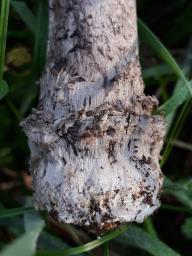 Amanita ceciliae