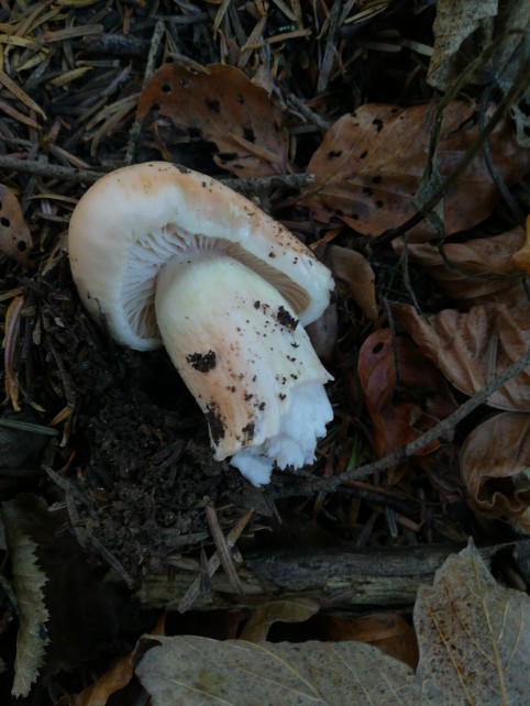 Hygrophorus pudorinus