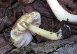 Pluteus romellii