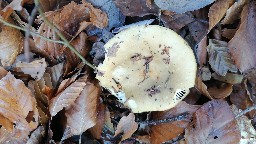 Russula ochroleuca