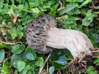 Morchella deliciosa