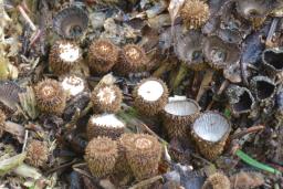 Cyathus striatus