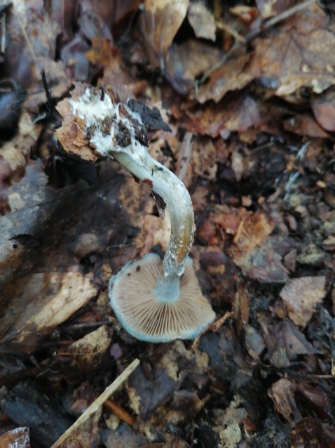 Stropharia caerulea