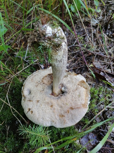 Leccinellum pseudoscabrum