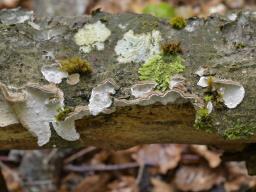 Laxitextum bicolor