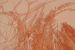 Cuphophyllus fornicatus