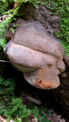 Phellinus chrysoloma