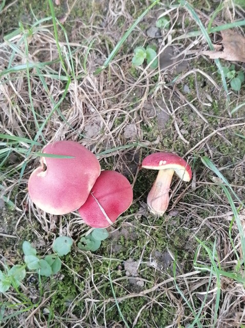 Rheubarbariboletus armeniacus