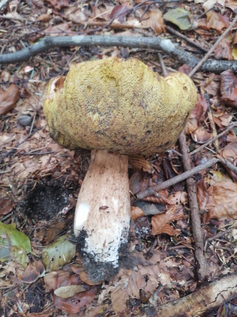 Boletus edulis