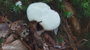 Suillus placidus