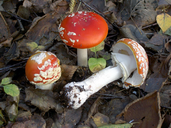 Amanita muscaria