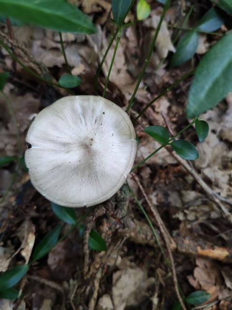 Megacollybia platyphylla