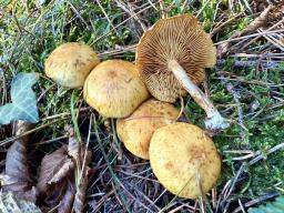 Gymnopilus penetrans