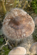 Spinellus fusiger