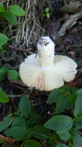 Russula aurea