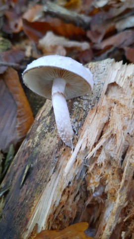 Pholiota lenta