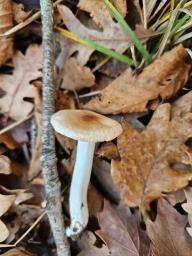 Hygrophorus arbustivus