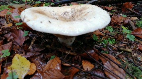 Lactifluus vellereus