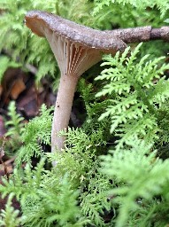 Rhizocybe pruinosa