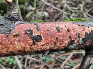 Infundibulicybe geotropa