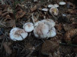 Hygrophorus purpurascens