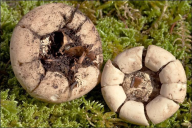 Geastrum fimbriatum