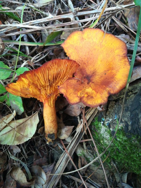 Omphalotus olearius