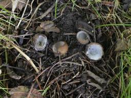 Hypomyces stephanomatis