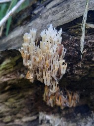 Artomyces pyxidatus