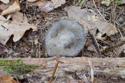 Hygrophorus marzuolus