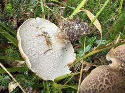 Sarcodon imbricatus
