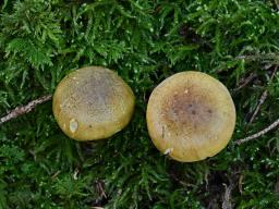 Tricholoma frondosae