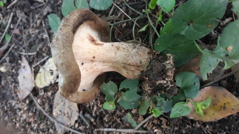 Paxillus involutus