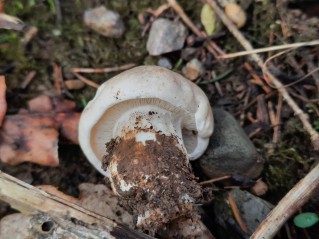 Calocybe gambosa