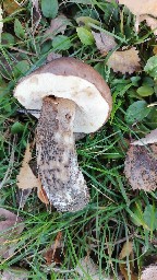 Leccinum scabrum