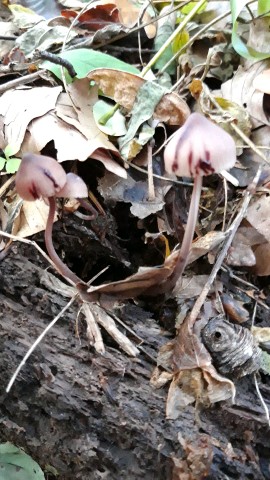 Mycena haematopus