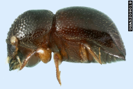 Xylosandrus germanus