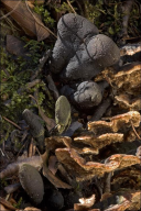 Xylaria polymorpha