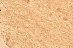 Lyophyllum fibrosipes